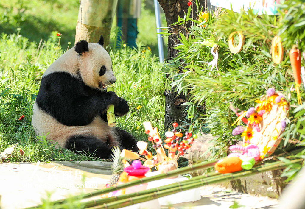 四川廣安：大熊貓生日會 游客送祝福【6】