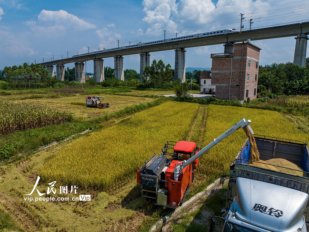 廣西賀州：搶收早稻【2】