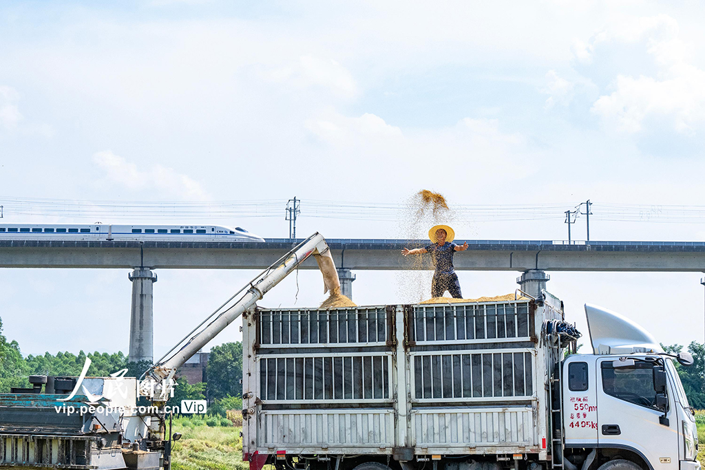 廣西賀州:搶收早稻【6】