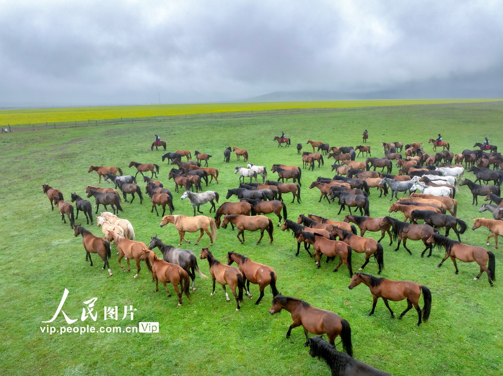 甘肃张掖：山丹烟雨驻 良马踏青闲【2】