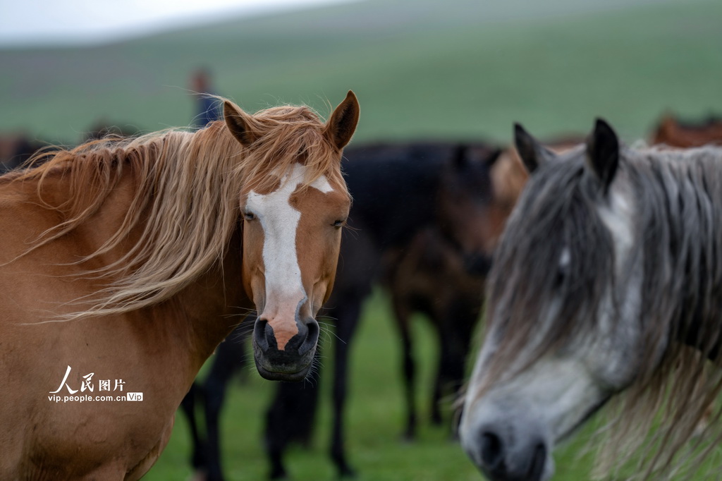 甘肅張掖：山丹煙雨駐 良馬踏青閑【5】