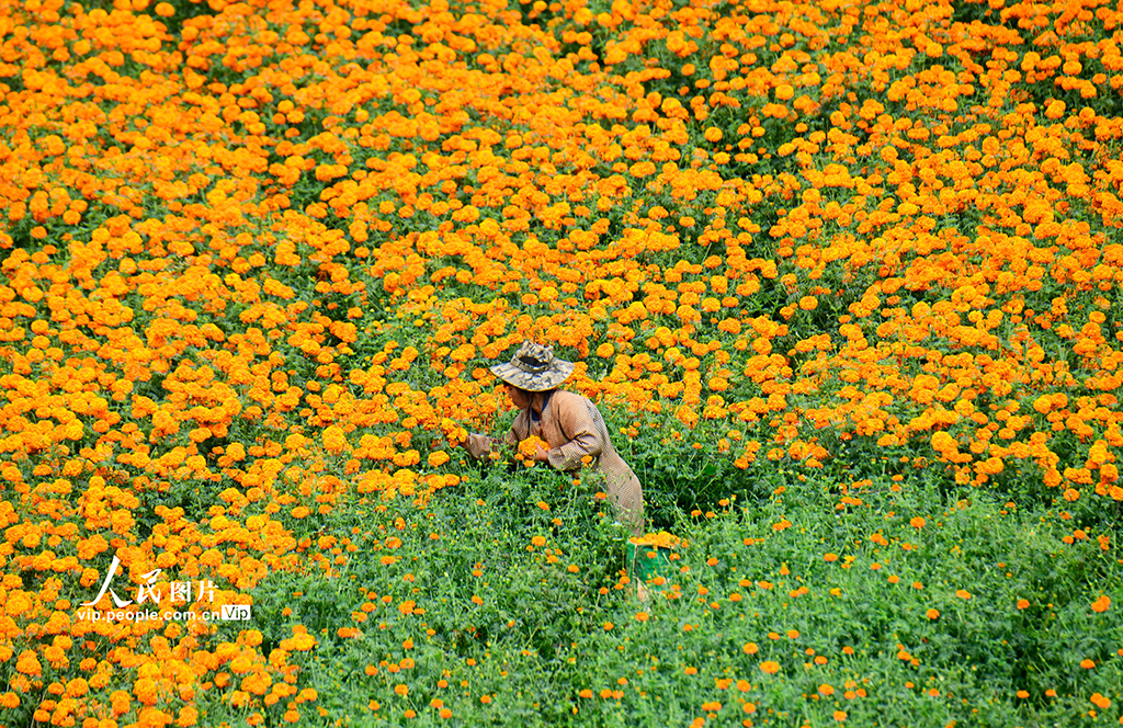 雲南彌勒：採摘萬壽菊【4】