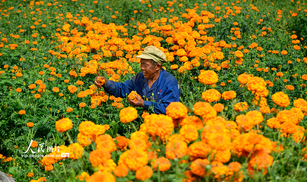 雲南彌勒：採摘萬壽菊【6】