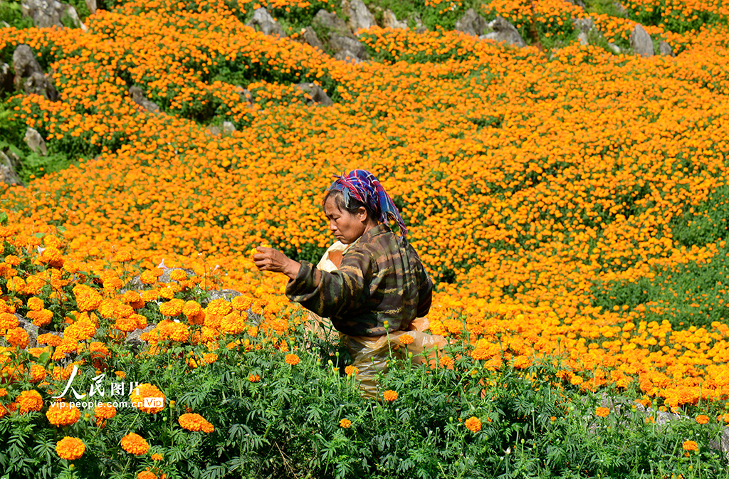 雲南彌勒：採摘萬壽菊【7】