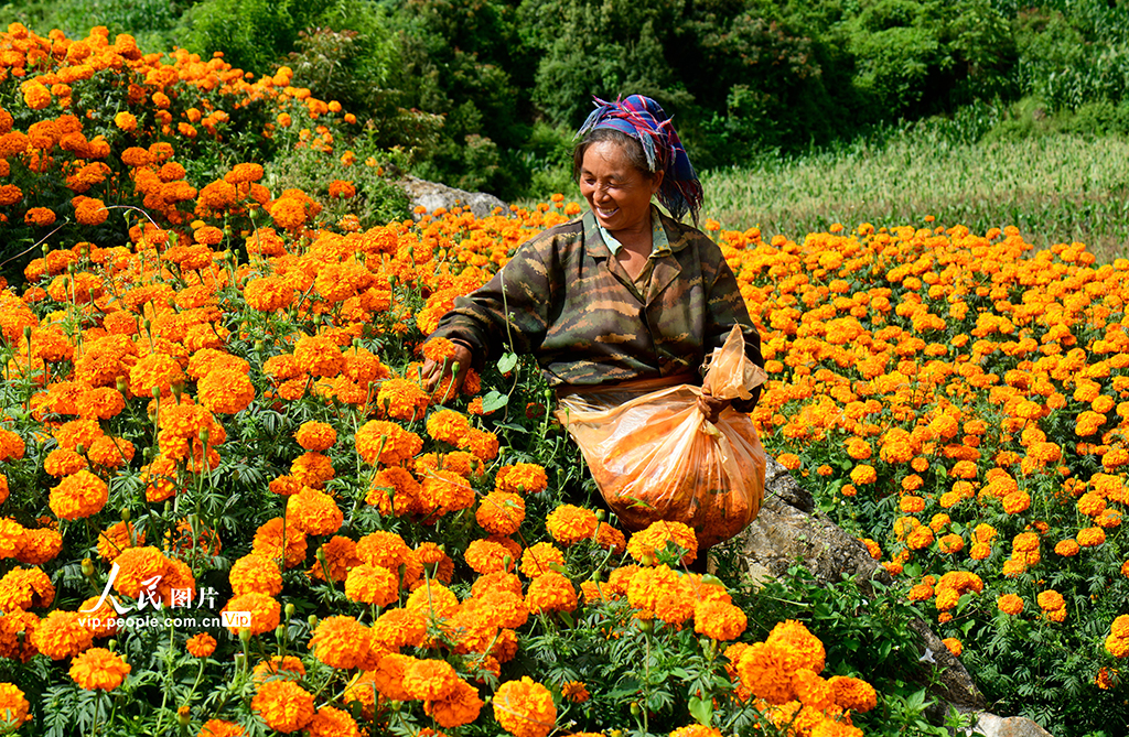 云南弥勒：采摘万寿菊