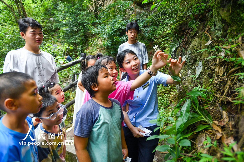 江西靖安：森林研學探索自然奧秘【5】