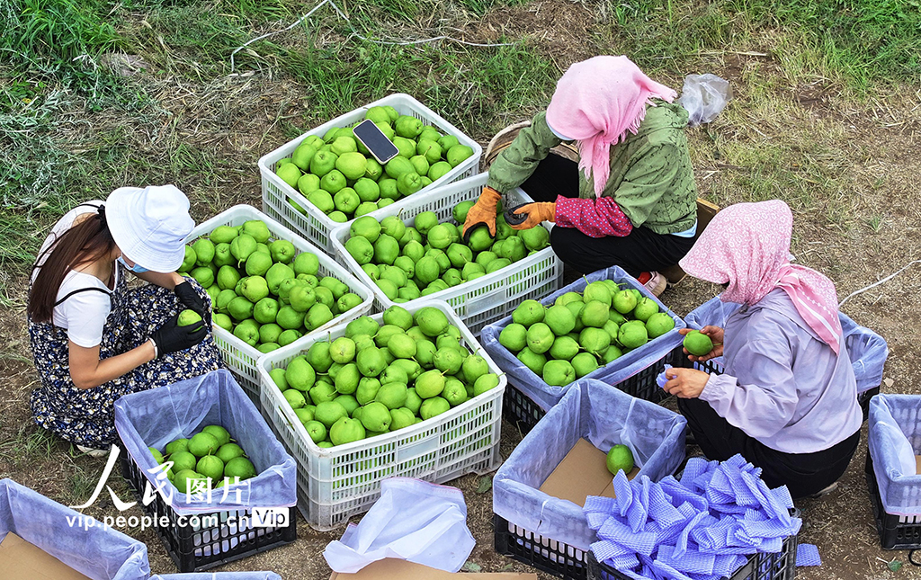 甘肅民樂：早酥梨喜獲豐收【3】