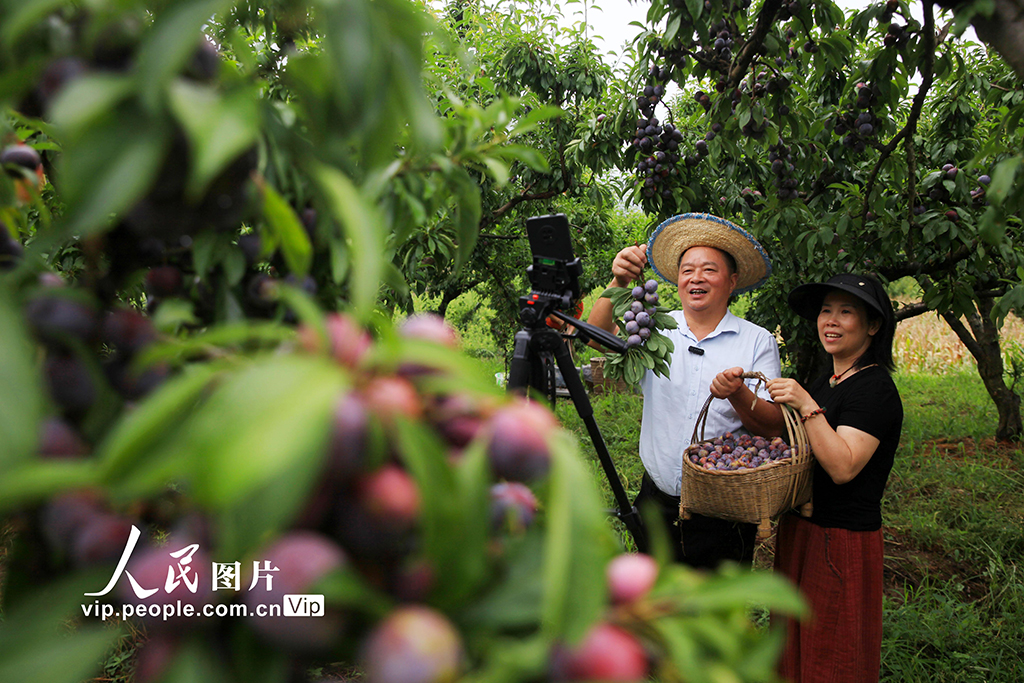 重庆:脆红李成熟【2】