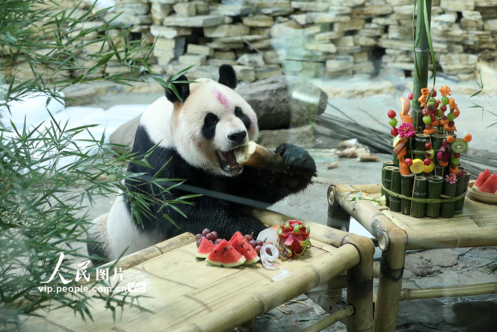 浙江溫嶺：大熊貓“歡歡”歡度19歲生日【5】