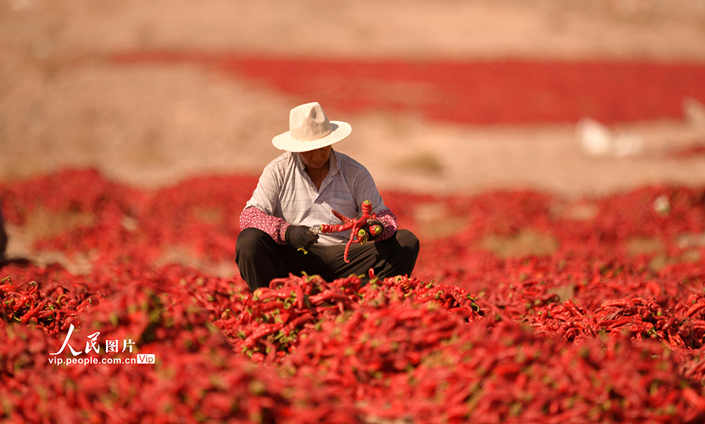 新疆巴州：食用辣椒獲豐收【3】