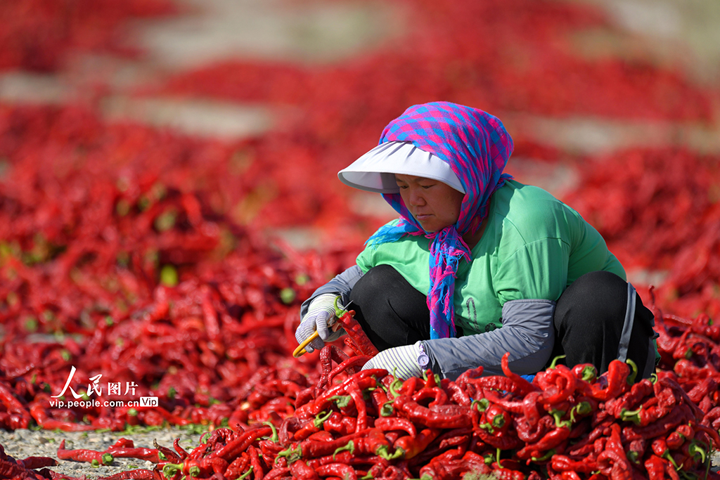 新疆巴州：食用辣椒獲豐收【4】