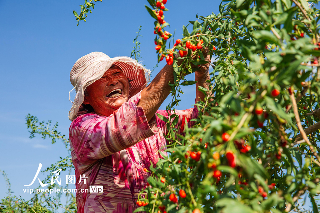 甘肃张掖：“小红果”成“致富果”
