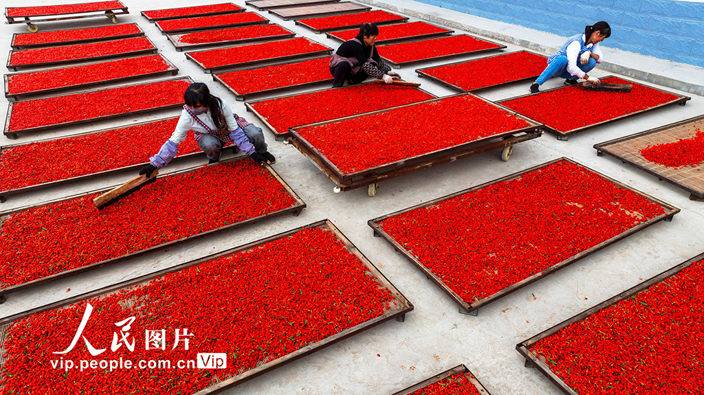 甘肃张掖:“小红果”成“致富果”【5】