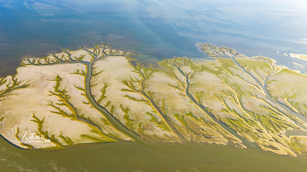 江西都昌：鄱陽湖現“大地之樹”景觀【7】