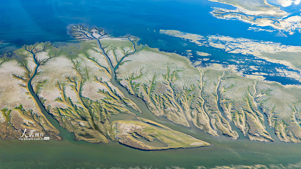 江西都昌:鄱阳湖现“大地之树”景观【8】