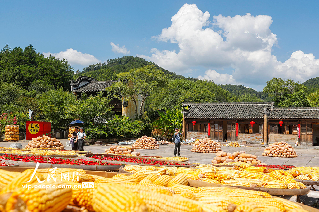 安徽黄山：古村晒秋忙 五彩映丰收【8】