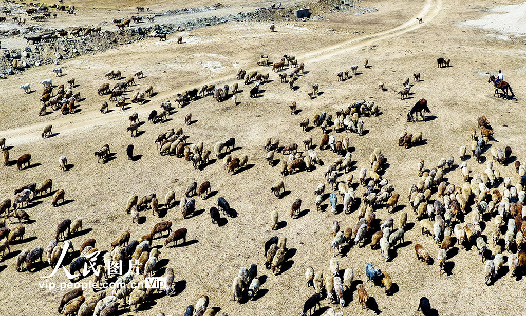 新疆阿勒泰：牧民开启秋季大转场【4】