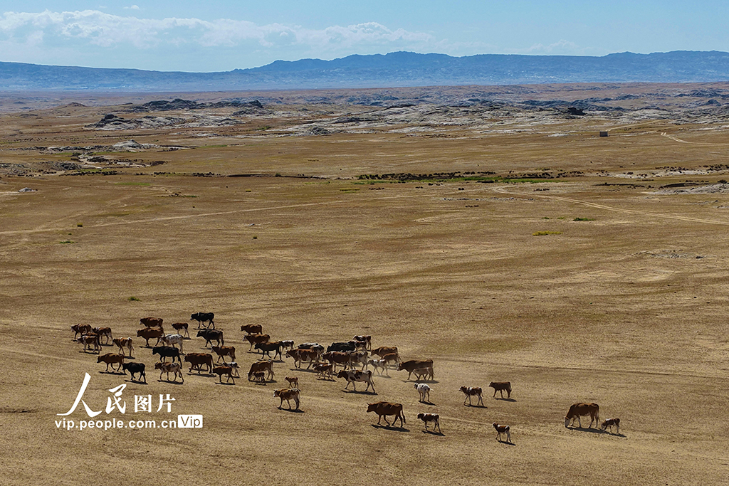 新疆阿勒泰：牧民开启秋季大转场【8】