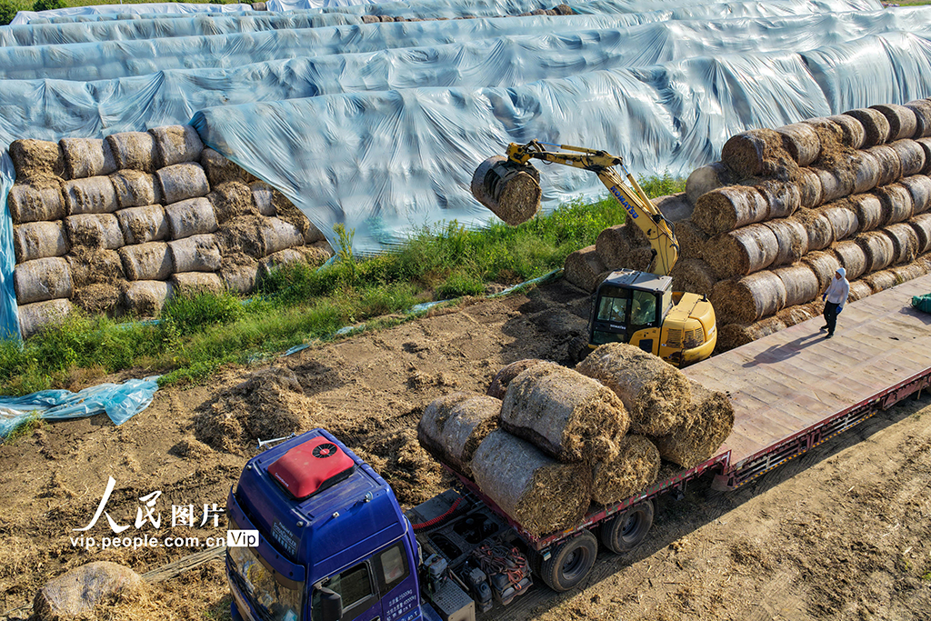 安徽亳州：裝運秸稈 銷往發電廠【2】