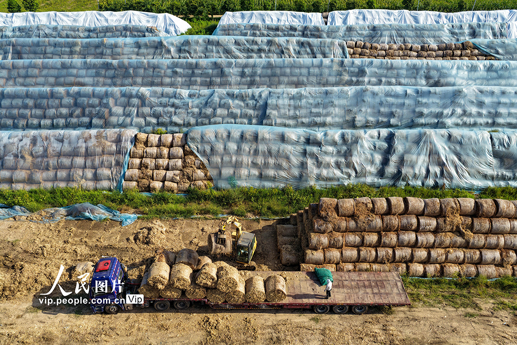 安徽亳州：裝運秸稈 銷往發電廠【3】