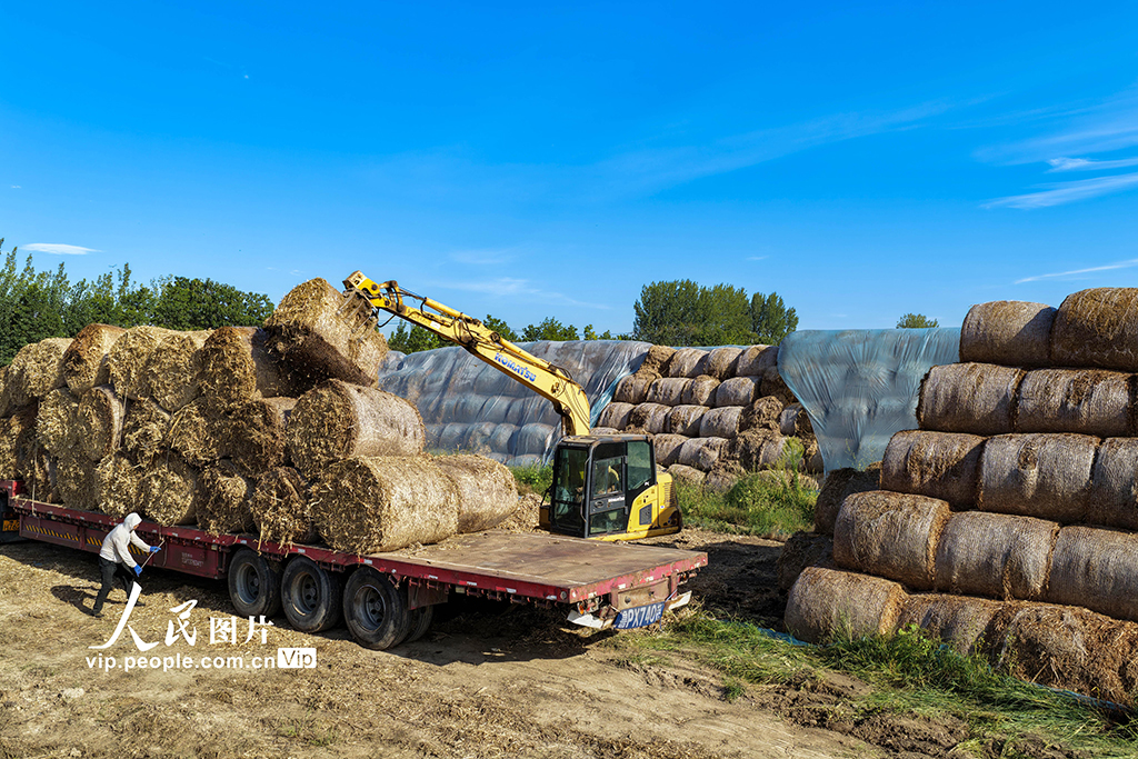 安徽亳州：裝運秸稈 銷往發電廠【5】