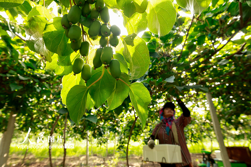 河北唐山：獼猴桃採摘忙【3】
