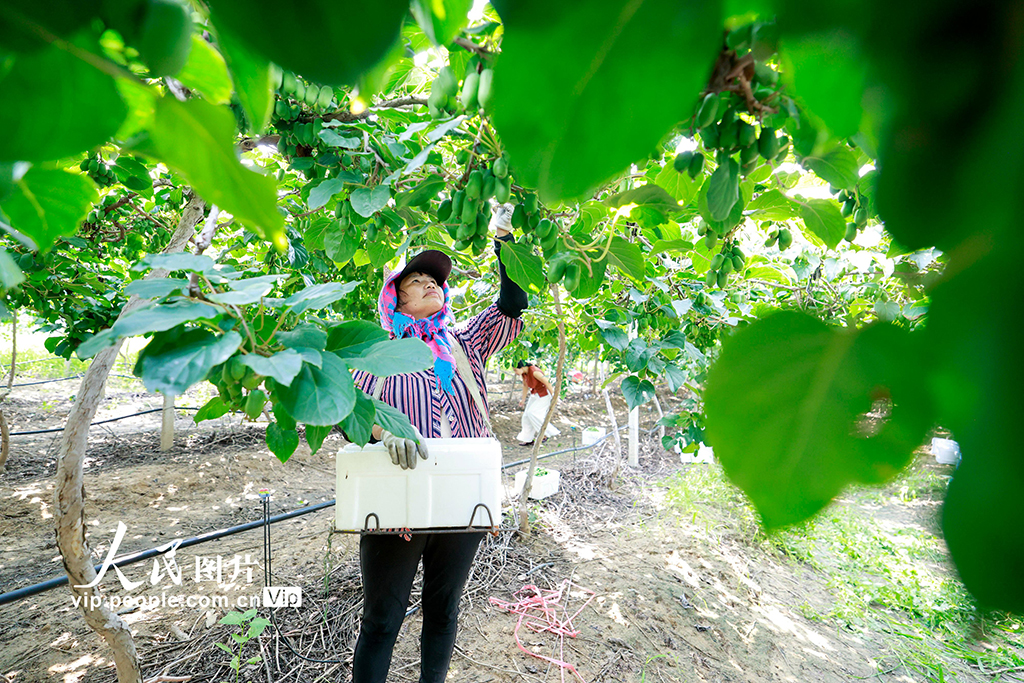 河北唐山:獼猴桃採摘忙【2】