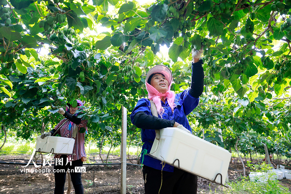 河北唐山：獼猴桃採摘忙【4】