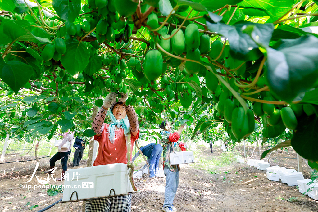 河北唐山：獼猴桃採摘忙【5】