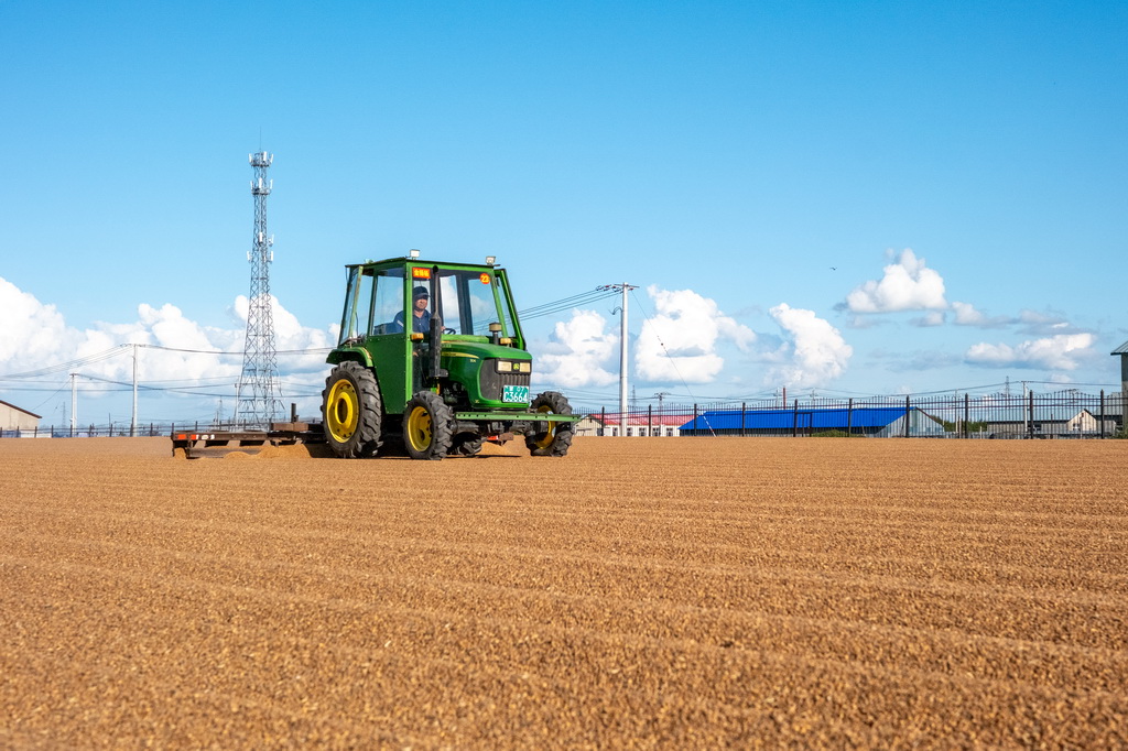 8月20日，呼倫貝爾農墾拉布大林農場的工人駕駛農機翻晒小麥。
