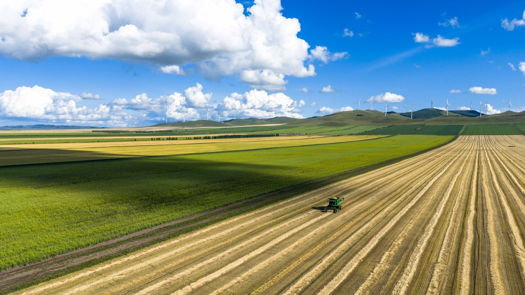 8月20日，呼倫貝爾農墾拉布大林農場的工人駕駛農機收獲小麥（無人機照片）。