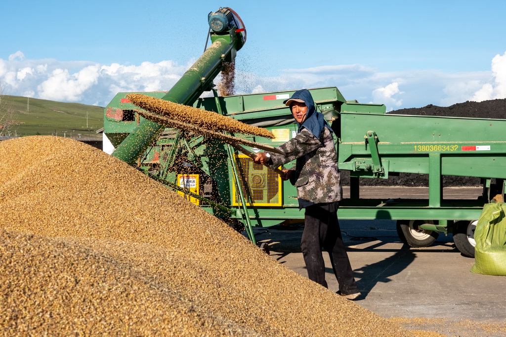 8月20日，呼倫貝爾農墾拉布大林農場的工人整理收獲的小麥。