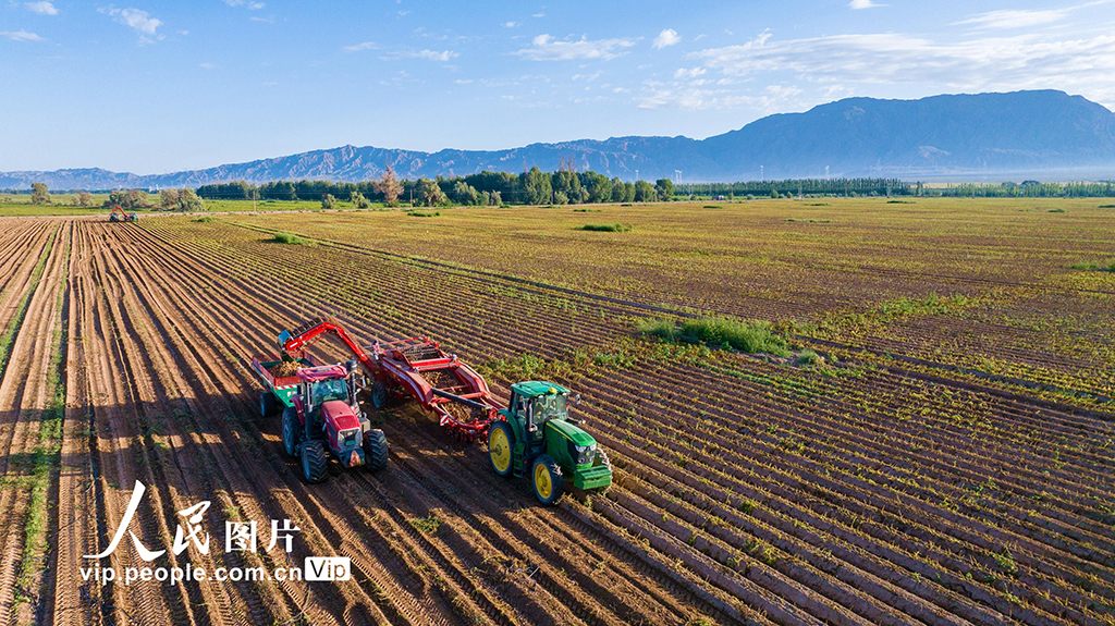 甘肃张掖：采收马铃薯【3】