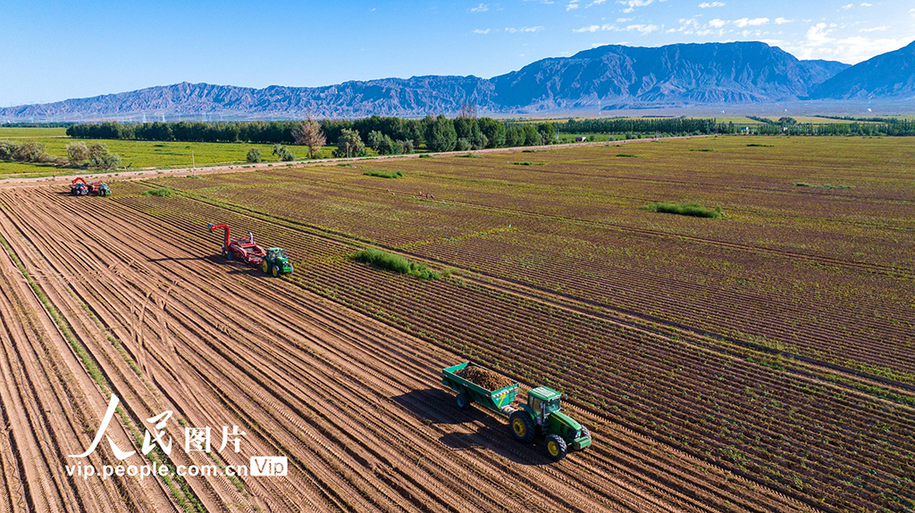 甘肃张掖:采收马铃薯【4】