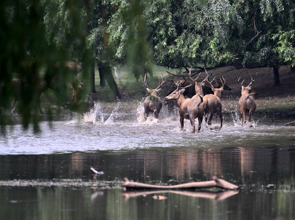 8月18日在北京麋鹿苑拍摄的麋鹿。