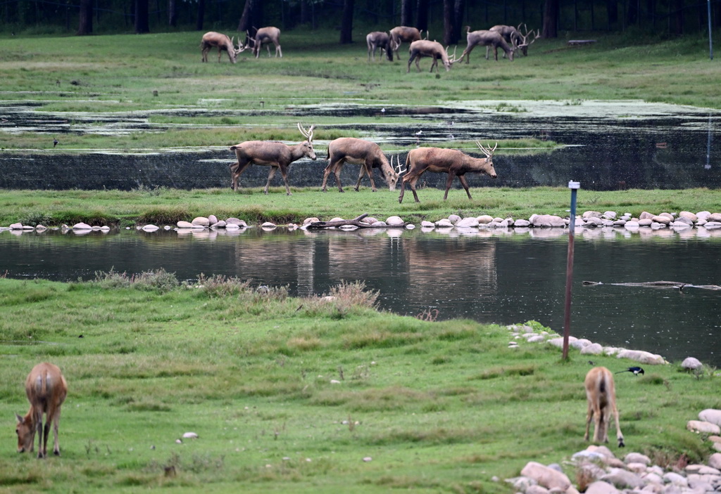 8月24日在北京麋鹿苑拍攝的麋鹿。
