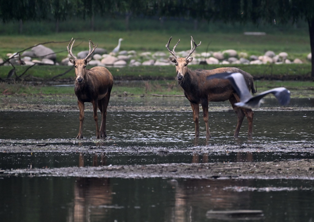 8月18日在北京麋鹿苑拍攝的麋鹿。