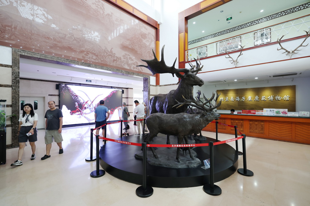 8月24日，游客在北京南海子麋鹿苑博物馆参观了解麋鹿相关知识。