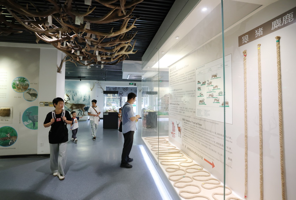 8月24日，游客在北京南海子麋鹿苑博物館參觀。