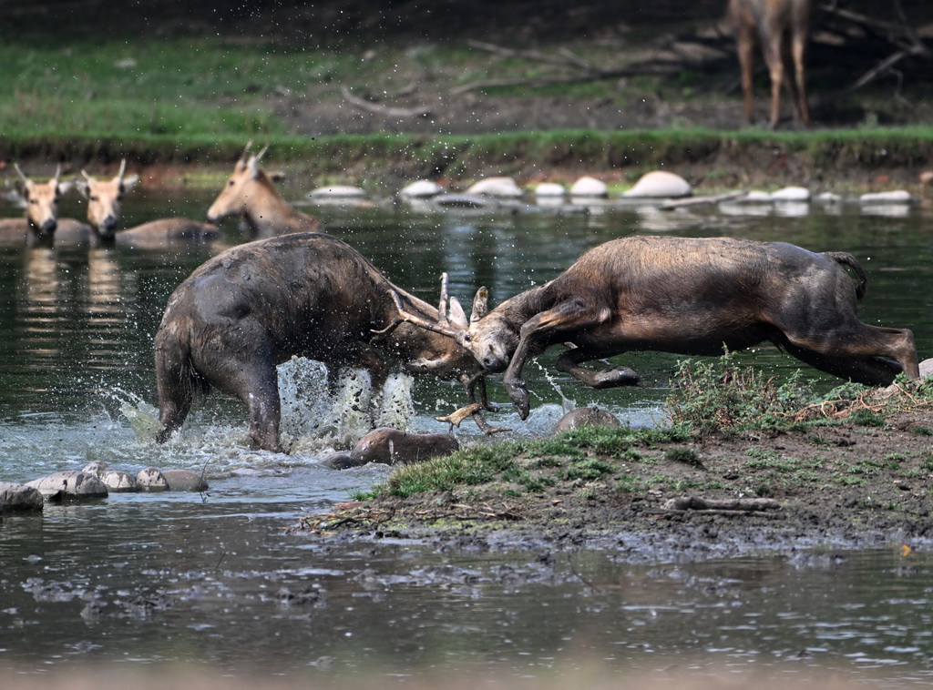 8月18日在北京麋鹿苑拍攝的麋鹿。