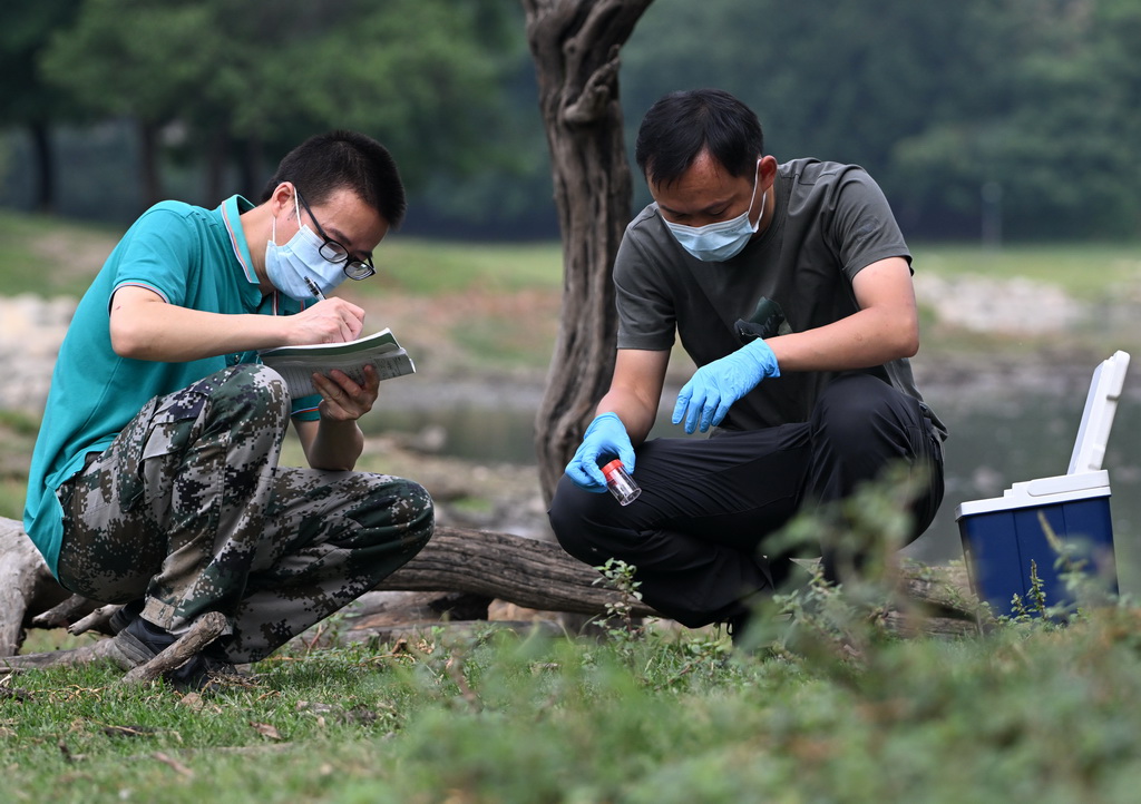 8月18日，北京麋鹿生态实验中心的科研人员在麋鹿栖息地收集样本。
