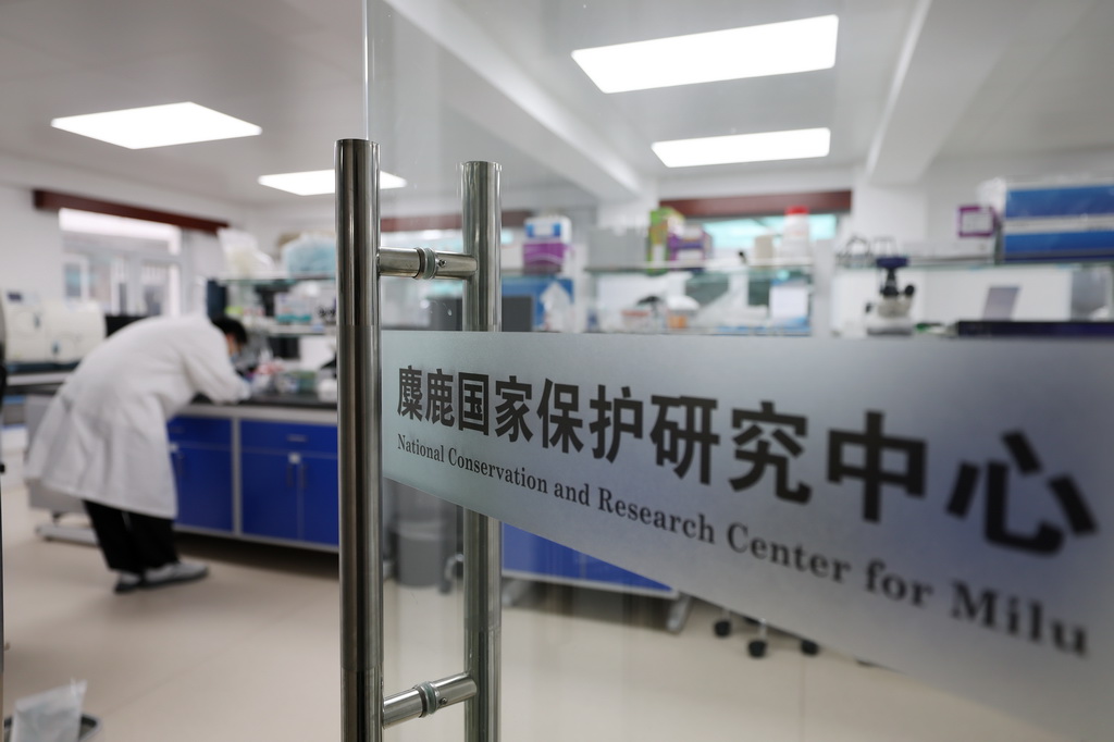 8月18日在北京麋鹿苑拍攝的麋鹿國家保護研究中心。