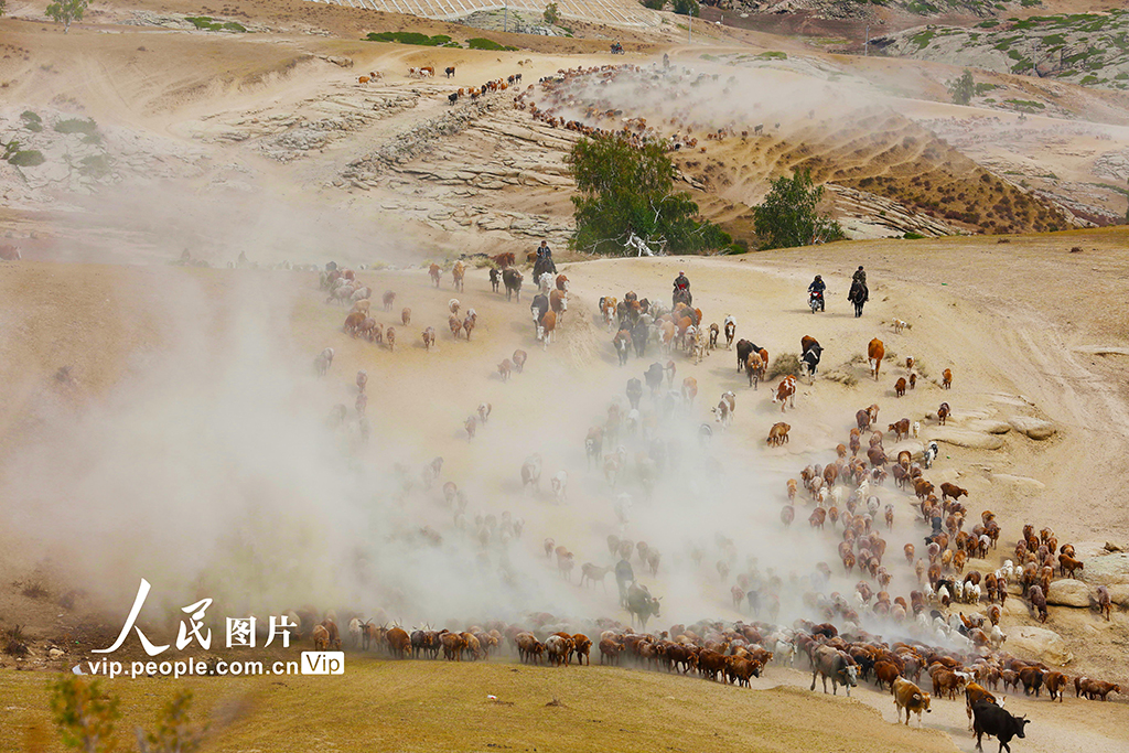 新疆阿勒泰：牲畜秋季大轉場【4】