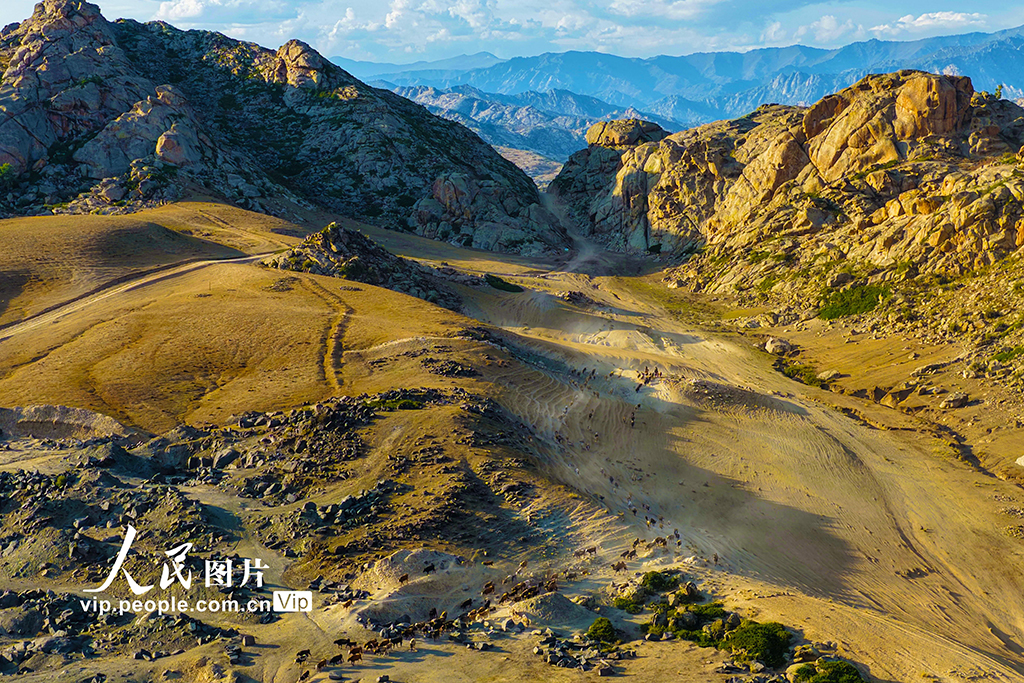 新疆阿勒泰：牲畜秋季大轉場【5】