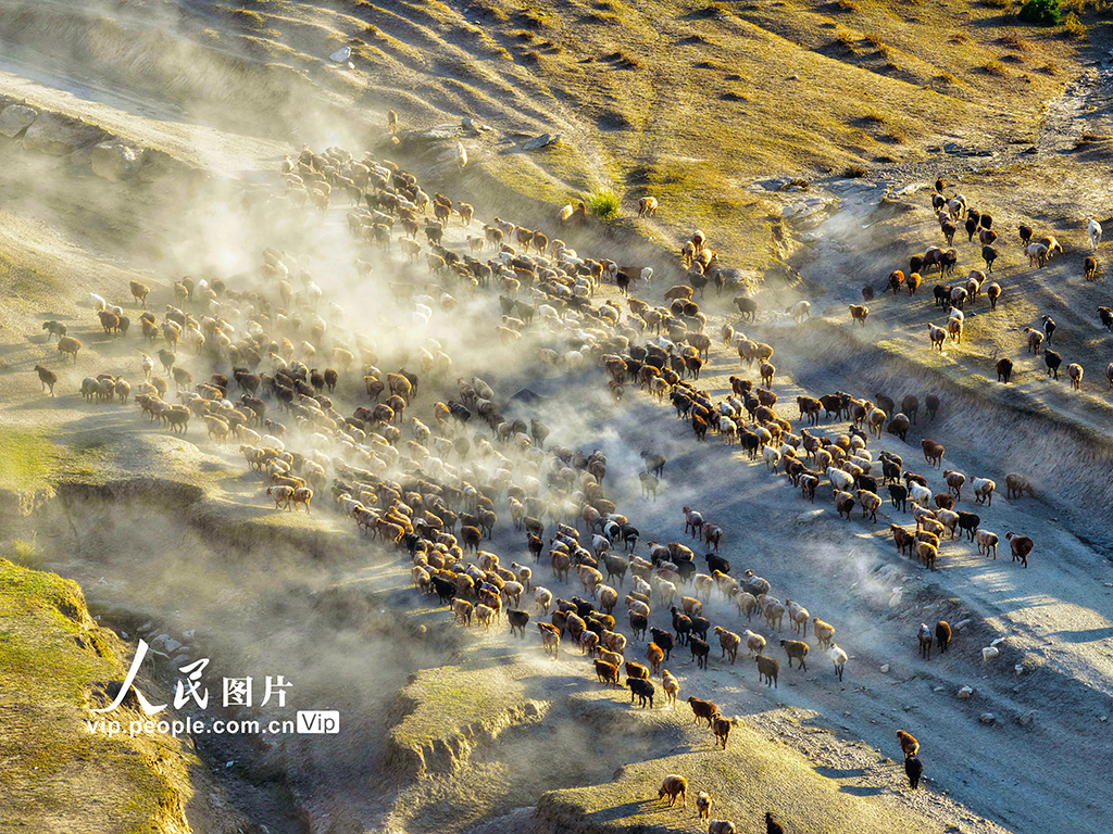 新疆阿勒泰：牲畜秋季大轉場【3】