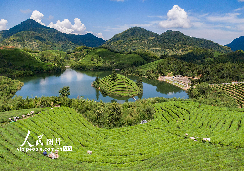 浙江武义：秋茶采收忙【3】