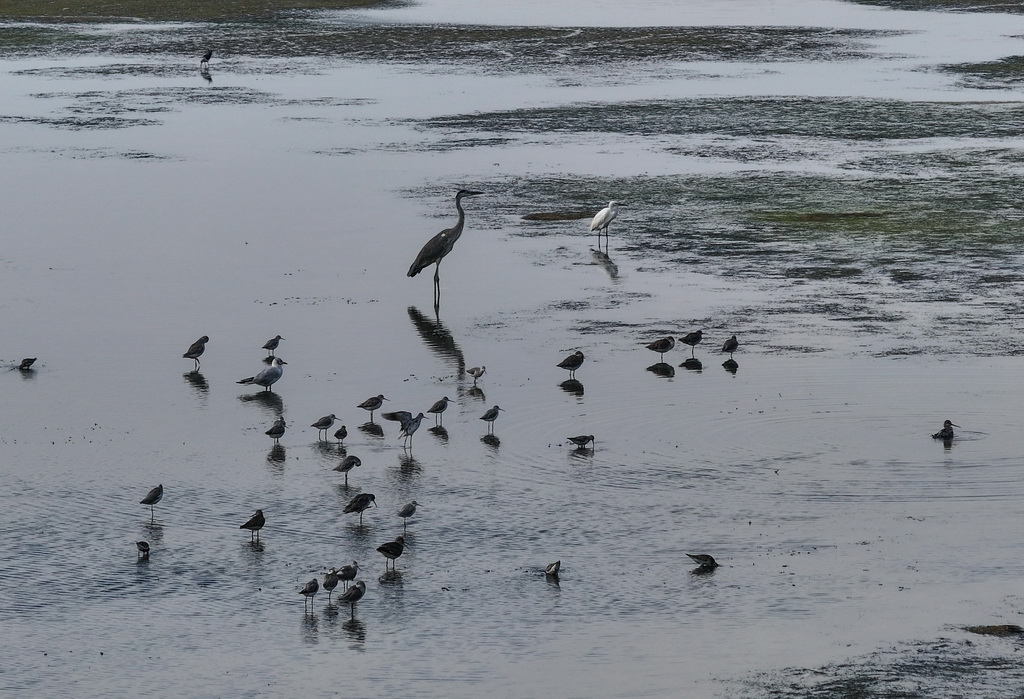 8月25日，群鳥棲息在東台條子泥濕地“720”高潮位棲息地（無人機照片）。