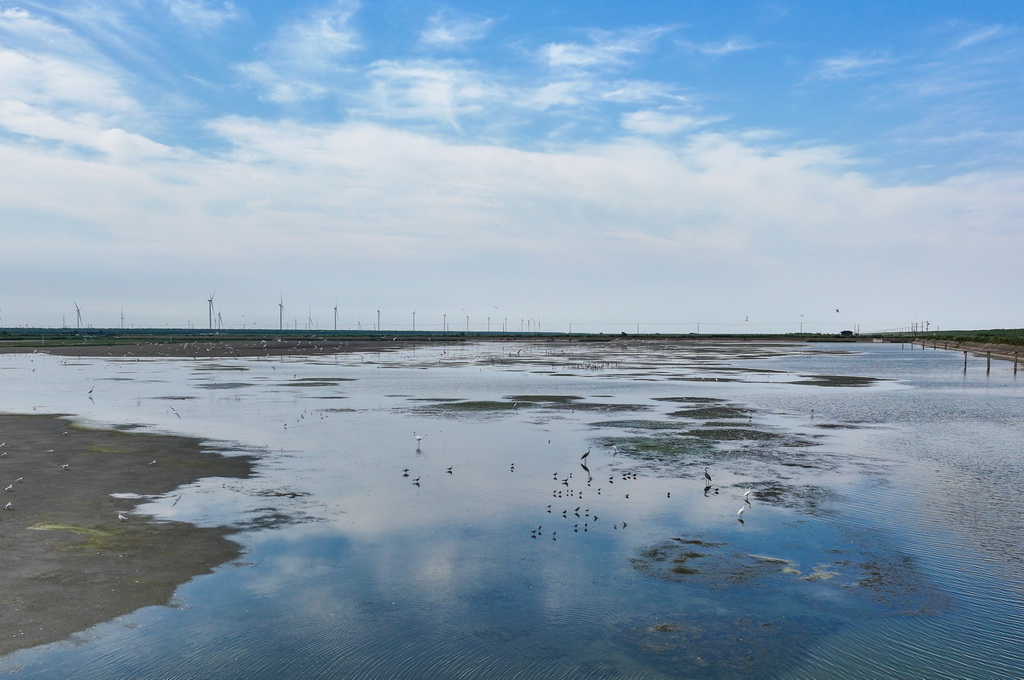 8月25日，群鳥棲息在東台條子泥濕地“720”高潮位棲息地（無人機照片）。