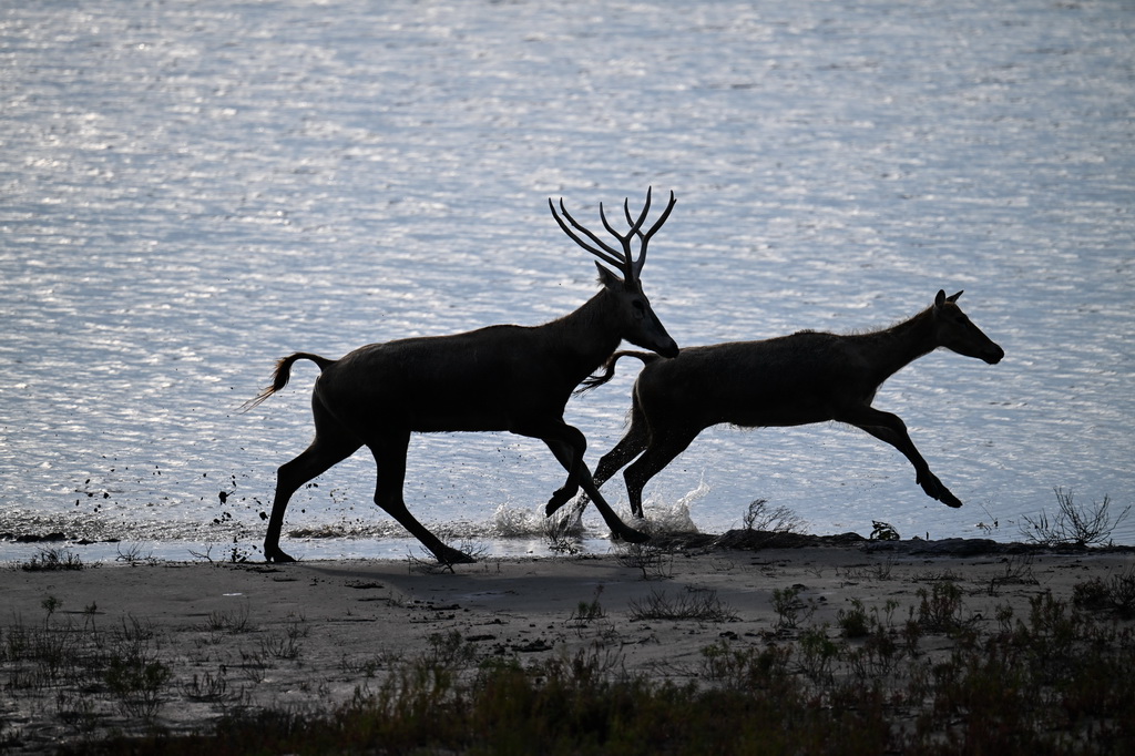 8月25日，野生麋鹿栖息在川水湾。