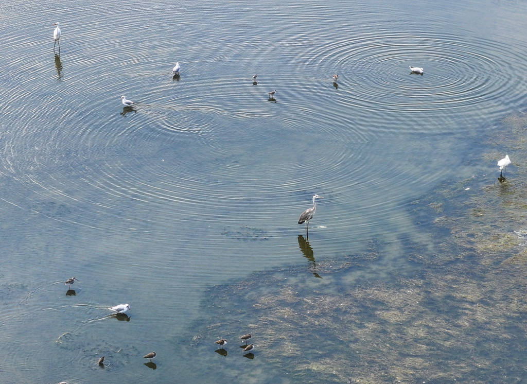 8月25日，群鳥棲息在東台條子泥濕地“720”高潮位棲息地（無人機照片）。